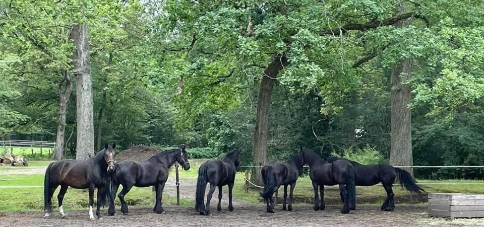 De Swaenhoeve Zoersel Esterno foto
