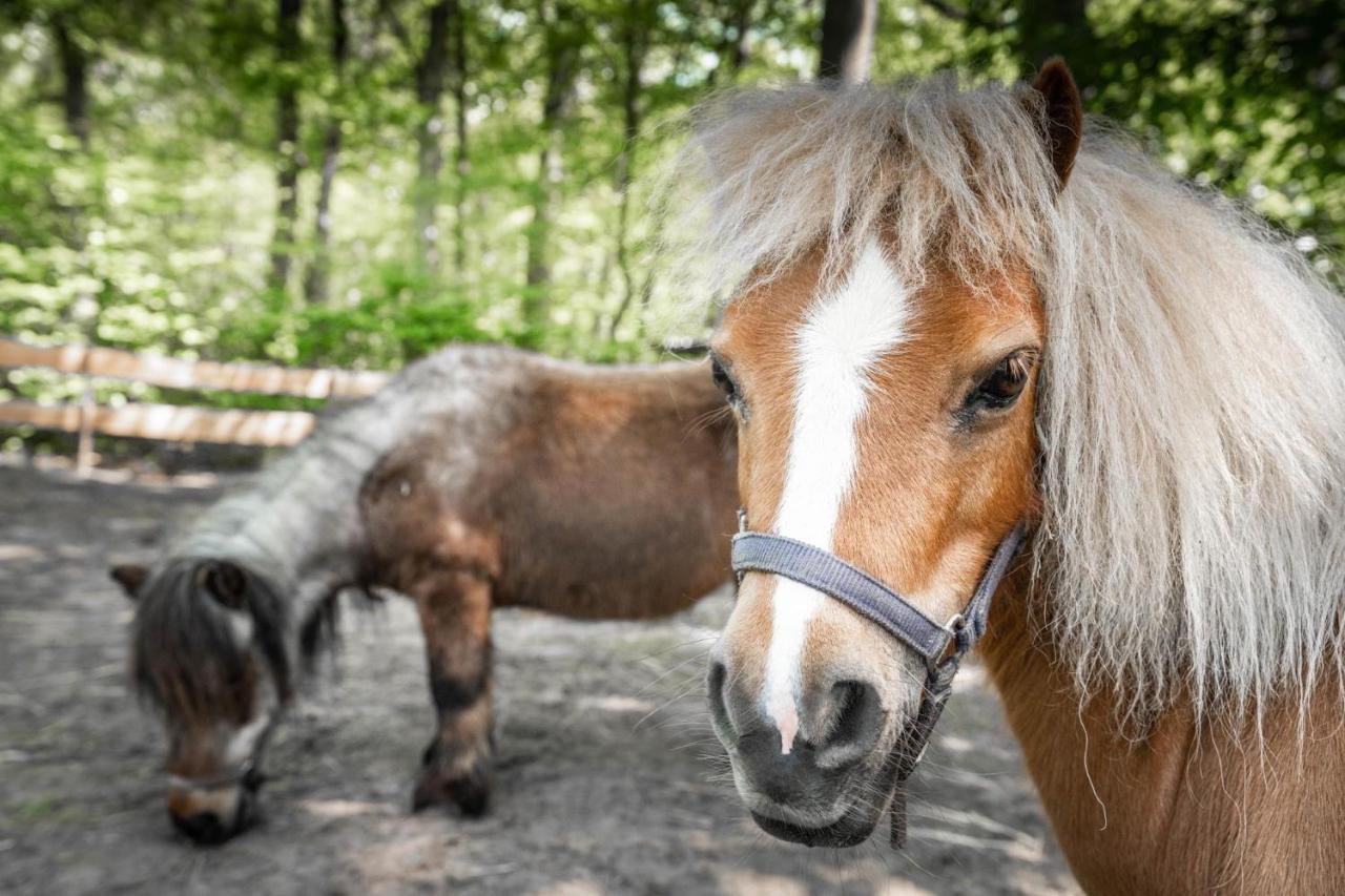 De Swaenhoeve Zoersel Esterno foto